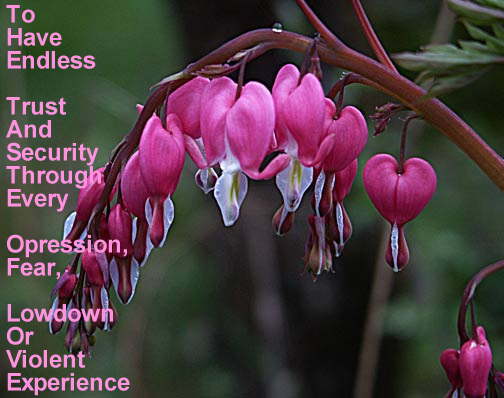 bleeding heart