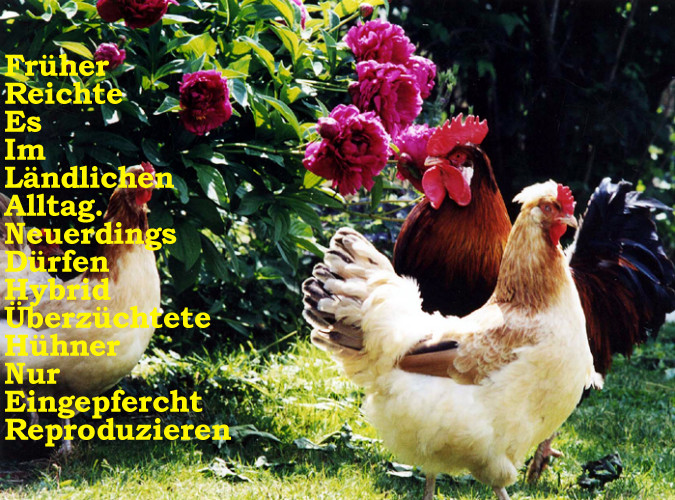 Freilandhühner