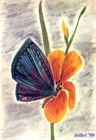 schmetterling