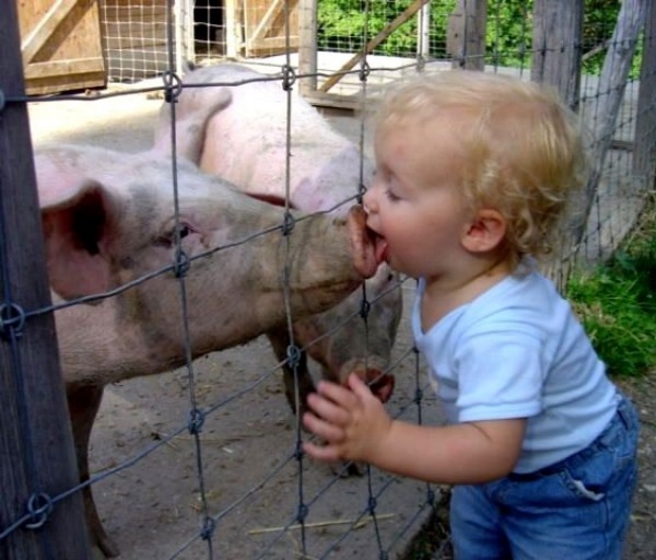 Schweinegrippe